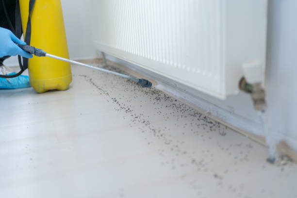 Best Termite Control Services  in Coweta, OK