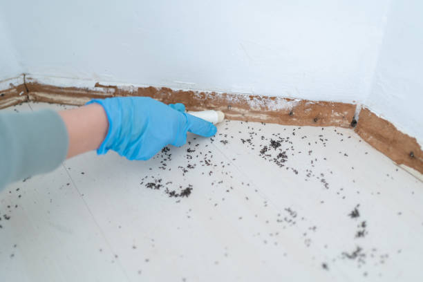 Best Affordable Pest Control Services  in Coweta, OK